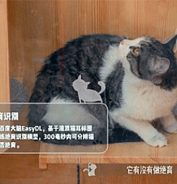 Baidu создала приют для кошек, оснащенный современными технологиями