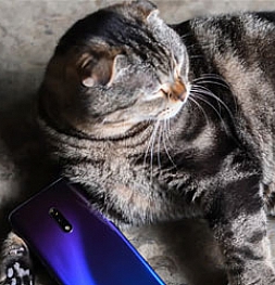 Realme использует запрещенные методы пиара. Глава отдела маркетинга опубликовал фотографию Realme X с котом